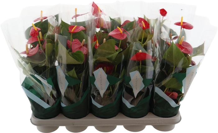 <h4>Anthu An Aroha</h4>