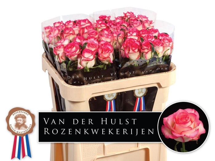 <h4>R Gr Jumilia</h4>