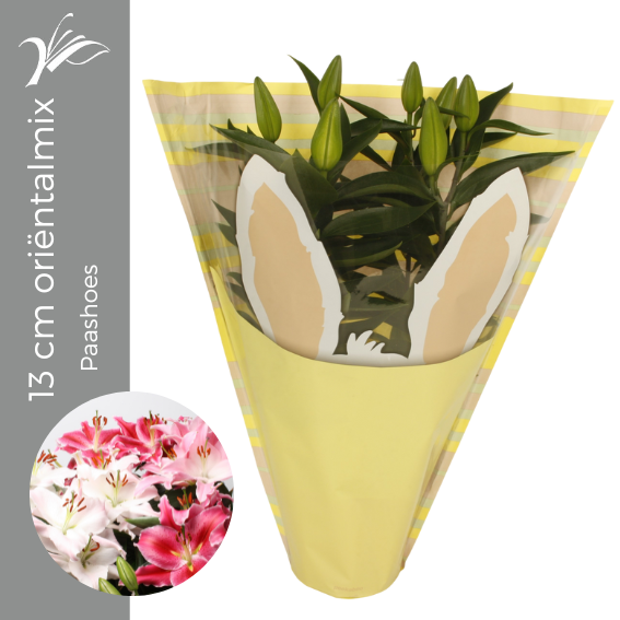 <h4>Lilium 13 cm oriëntalmix Paashoes (or. lelie)</h4>