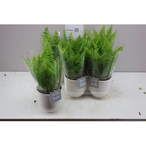 Nephrolepis Ex Vitale Liv Keramiek