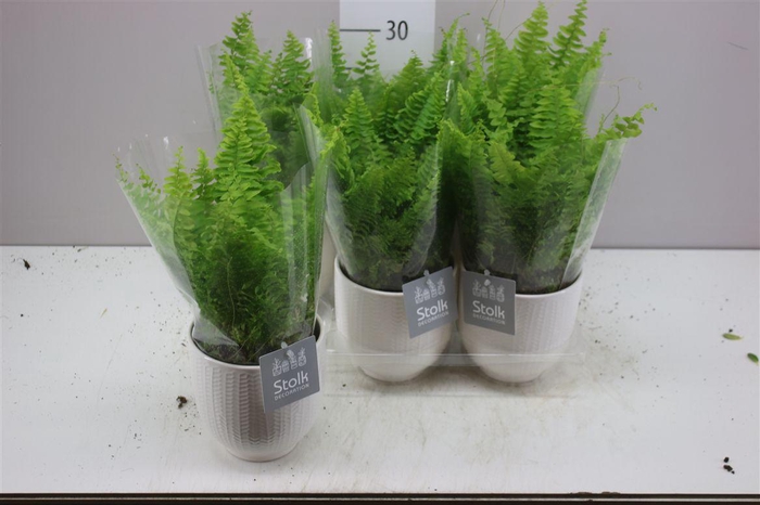 <h4>Nephrolepis Ex Vitale Liv Keramiek</h4>