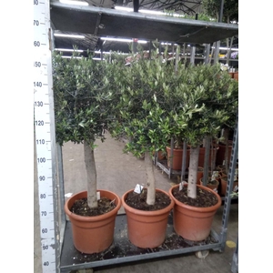 Olea europaea
