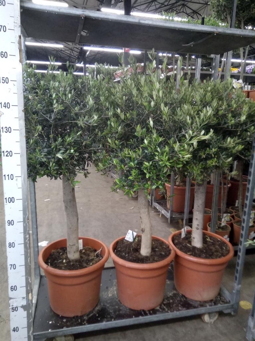 <h4>Olea europaea</h4>