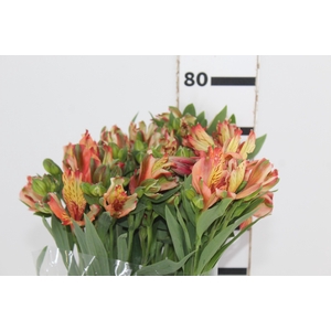 ALSTROEMERIA MOTION 080 CM LARANJA