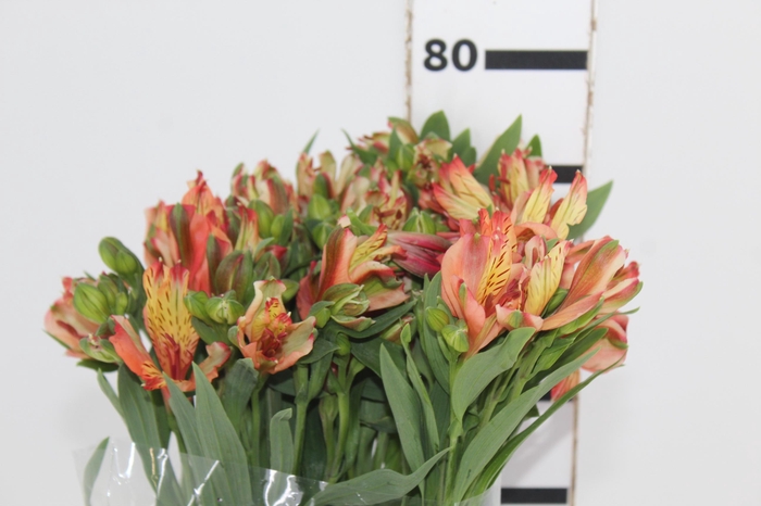 <h4>ALSTROEMERIA MOTION 080 CM LARANJA</h4>