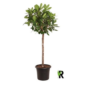 FICUS CYATHISTIPULA