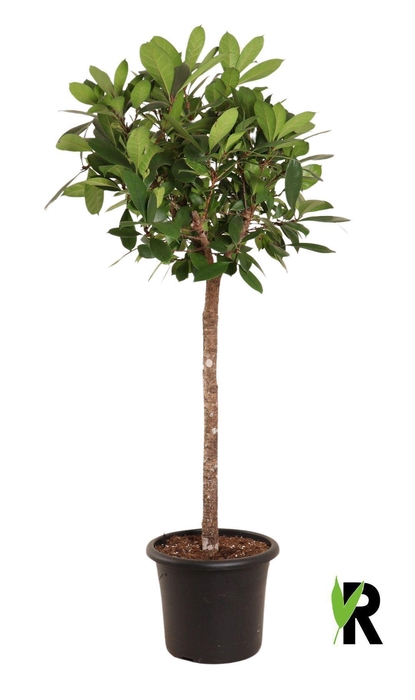 <h4>FICUS CYATHISTIPULA</h4>