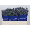 Eryngium Blue Dynamite