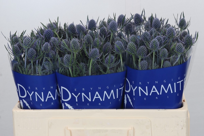 Eryngium Blue Dynamite