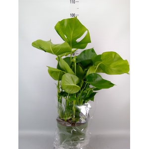 Monstera delic.