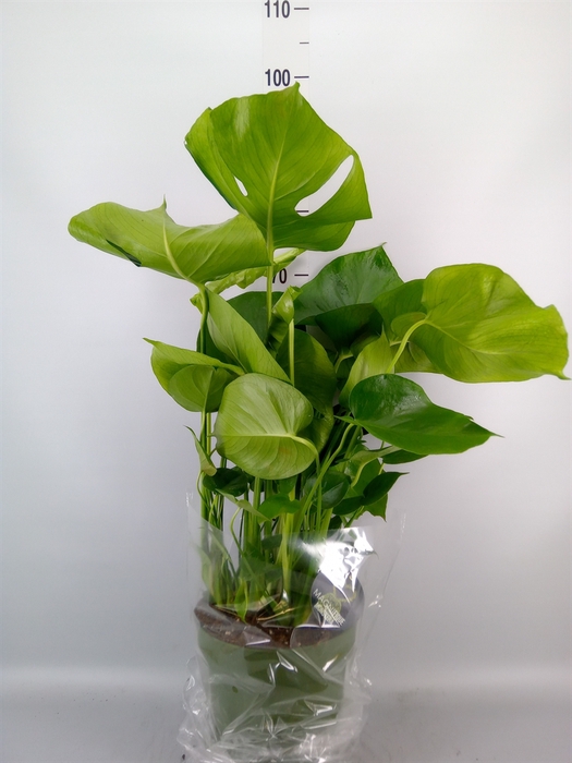 <h4>Monstera delic.</h4>