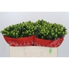 Hypericum Lucky Romance