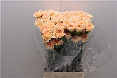 <h4>Di St Crimea</h4>