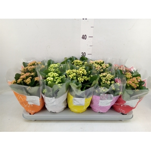 Kalanchoe blos. 'Perfecta'  ..mix 5