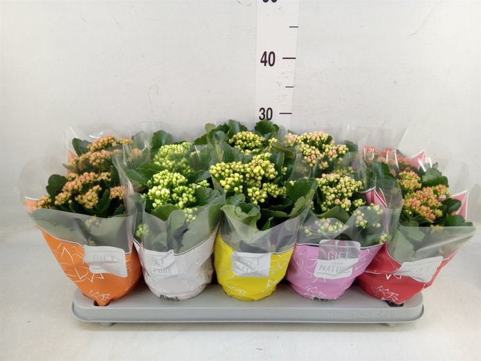 <h4>Kalanchoe blos. 'Perfecta'  ..mix 5</h4>