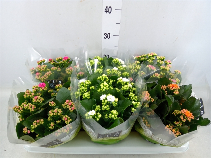 <h4>Kalanchoe blos.   ..rosebud mix  4</h4>