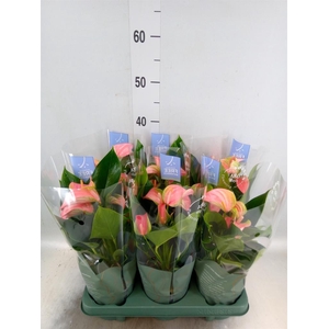 Anthurium andr. 'Joli'