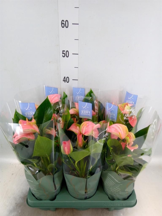 <h4>Anthurium andr. 'Joli'</h4>