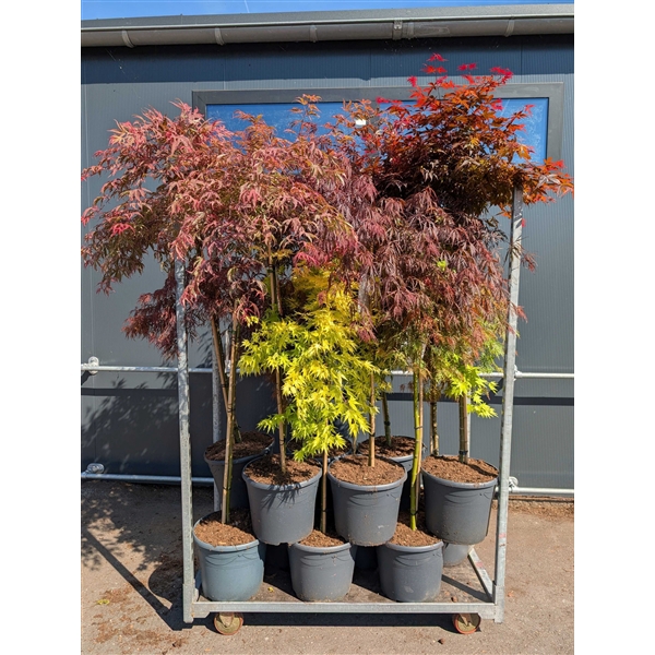 <h4>Acer palmatum 90st. p35 Mix</h4>