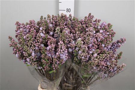 <h4>Syr V Michel Buchner 4+</h4>