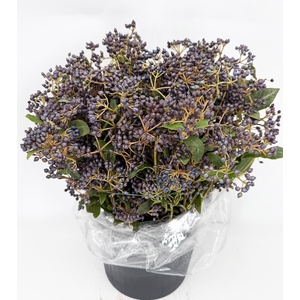 Viburnum met Bes