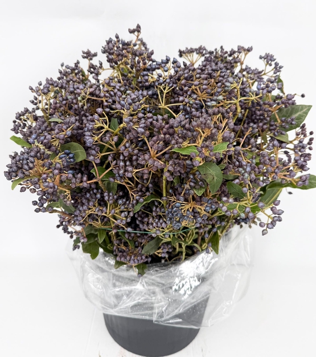 <h4>Viburnum met Bes</h4>