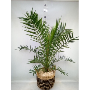 Arr.   Kamerplant Groen H%