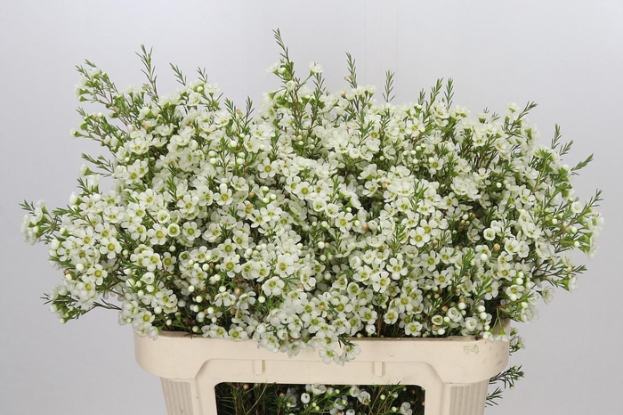 <h4>CHAME IVORY PEARL</h4>