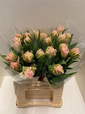 <h4>Tu Du Mariage</h4>