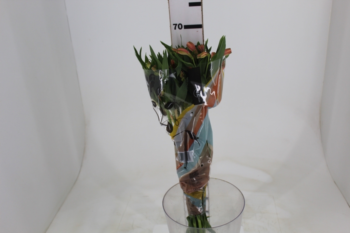 <h4>ALSTROEMERIA CANYON 070 CM</h4>