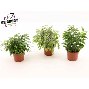Ficus