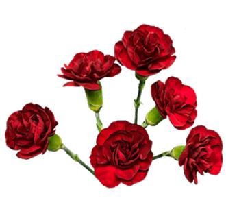 <h4>Di Tr Chateau</h4>