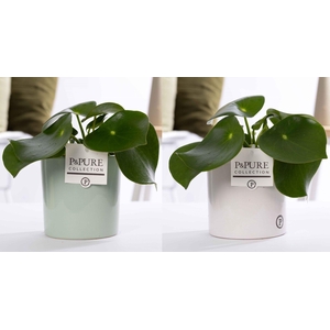 Peperomia Raindrop in P&PURE Essential ceramics ass. 2