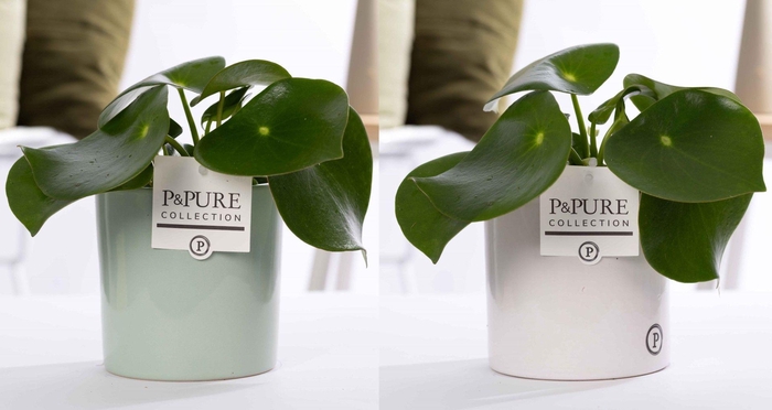 <h4>Peperomia Raindrop in P&PURE Essential ceramics ass. 2</h4>