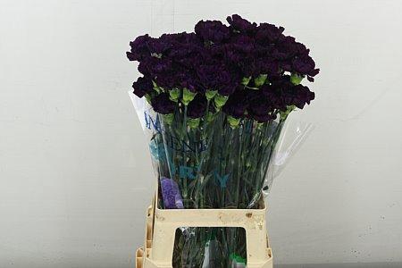 <h4>Di St Purple Moonvista</h4>