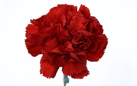 <h4>CRAVO DON PEDRO 040 CM</h4>