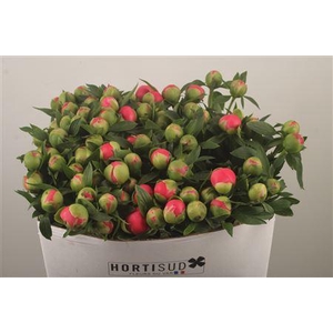 Paeo L Pink Hawai Co Ex