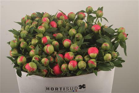 <h4>Paeo L Pink Hawai Co Ex</h4>