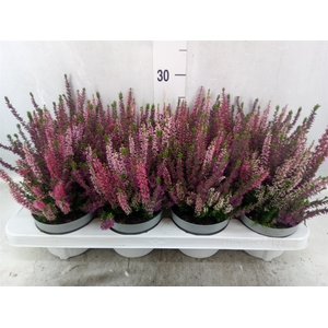 Calluna vulg. 'Beauty L WB Wonder'