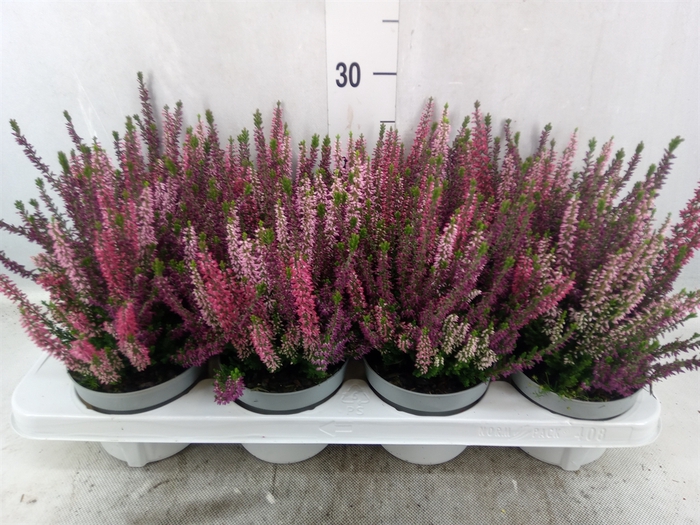 Calluna vulg. 'Beauty L WB Wonder'