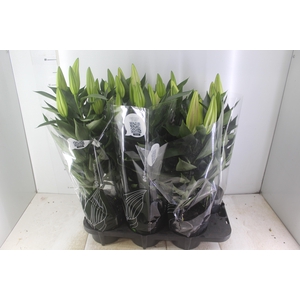 LIRIO AFTER EIGHT P16