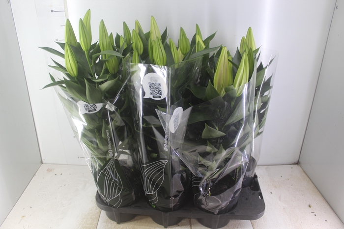 <h4>LIRIO AFTER EIGHT P16</h4>