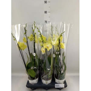 Phalaenopsis  'Ant Savona'