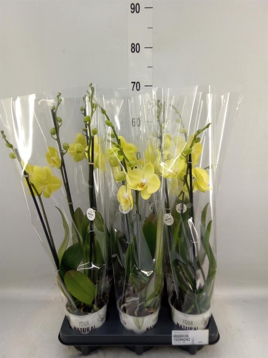 <h4>Phalaenopsis  'Ant Savona'</h4>