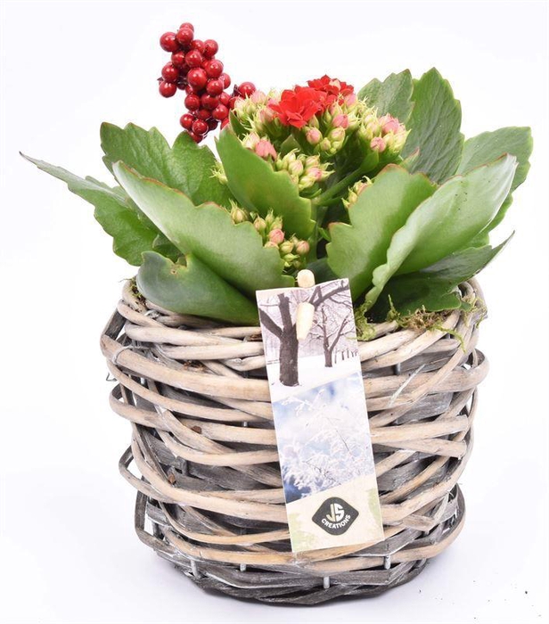 <h4>Wilg mand grijs 12cm</h4>