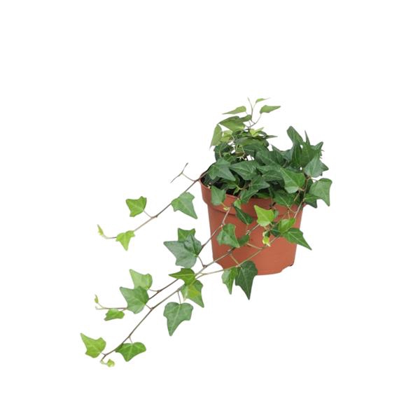 <h4>Hedera helix Lady Kay</h4>