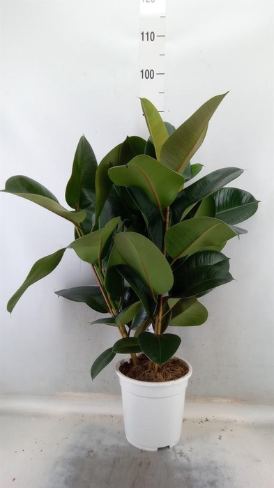 <h4>Ficus   ...</h4>