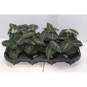 ALOCASIA BLACK P12