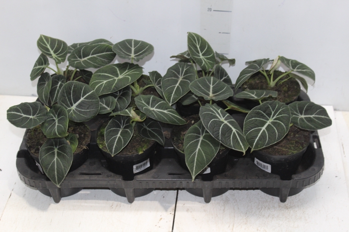 <h4>ALOCASIA BLACK P12</h4>