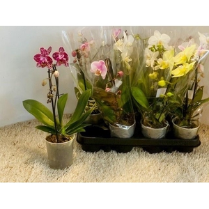 PHAL OV